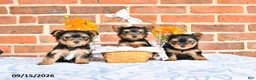 Yorkshire Terrier dogs for sale: Wallis - Ad 5