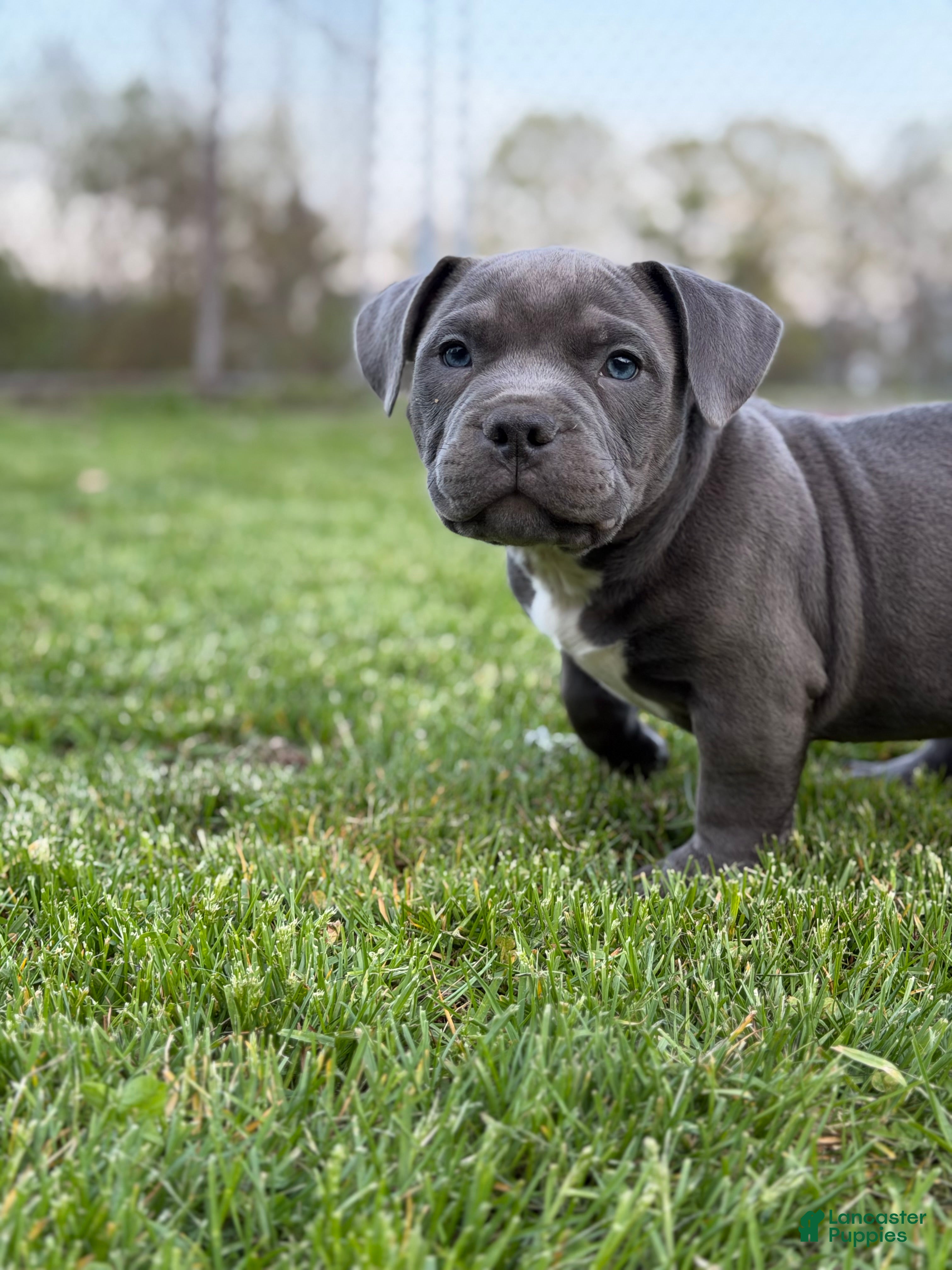 American Bully dogs American Bully Puppy 1 - Ad 2