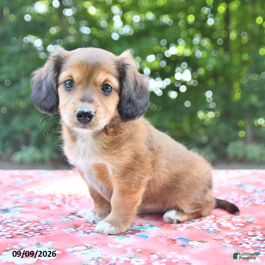 Mixed Breed dogs Dixie - Ad 1