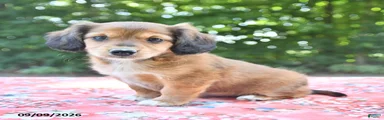 Dixie