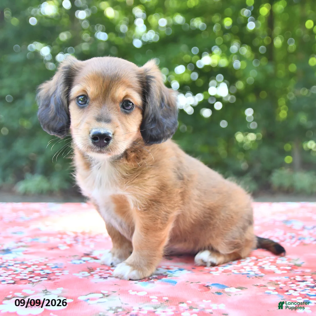 Mixed Breed dogs for sale: Dixie - Ad 1