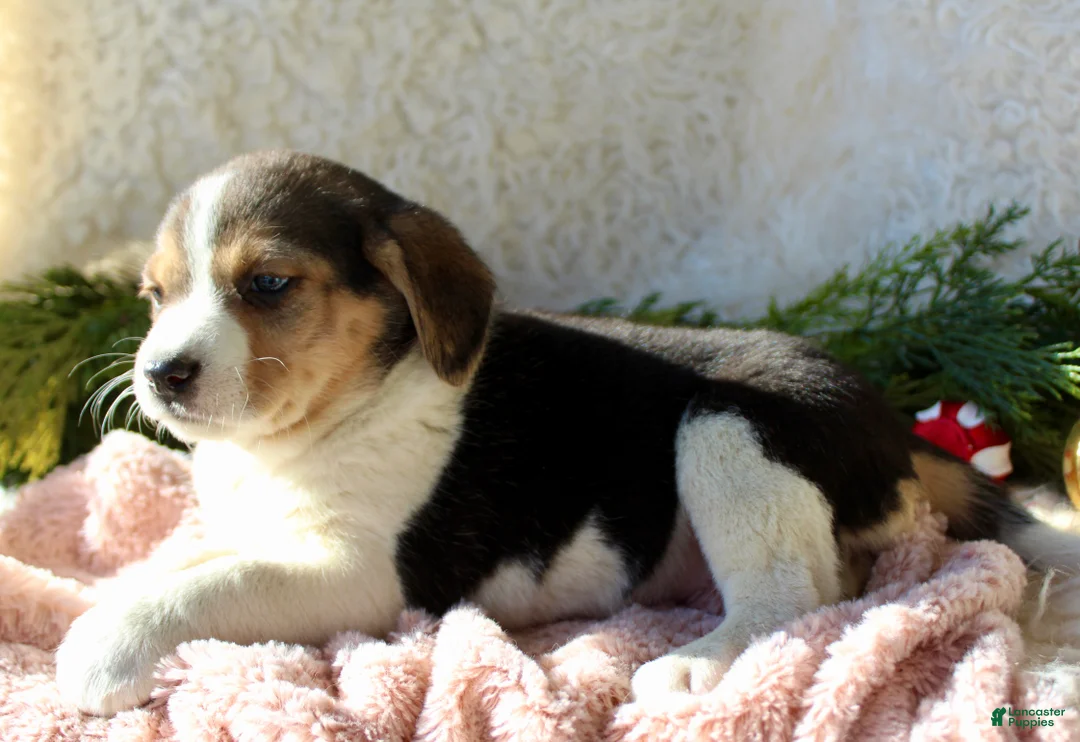 Mixed Breed dogs for sale: Stacey  - Ad 3