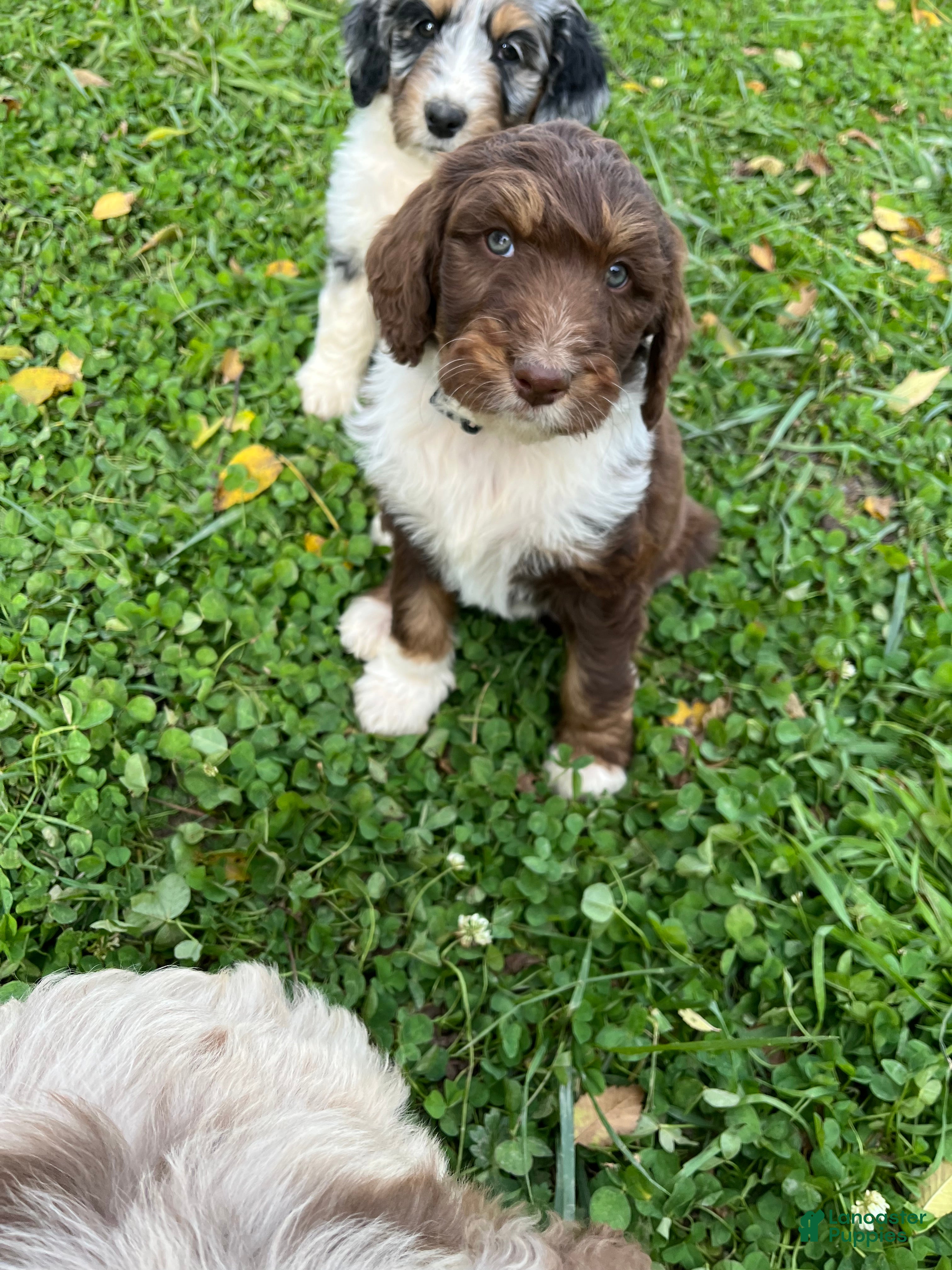 Aussiedoodle dogs for sale: TAZZ - Ad 2