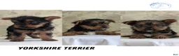 Yorkshire Terrier dogs for sale: Zoey - Ad 13