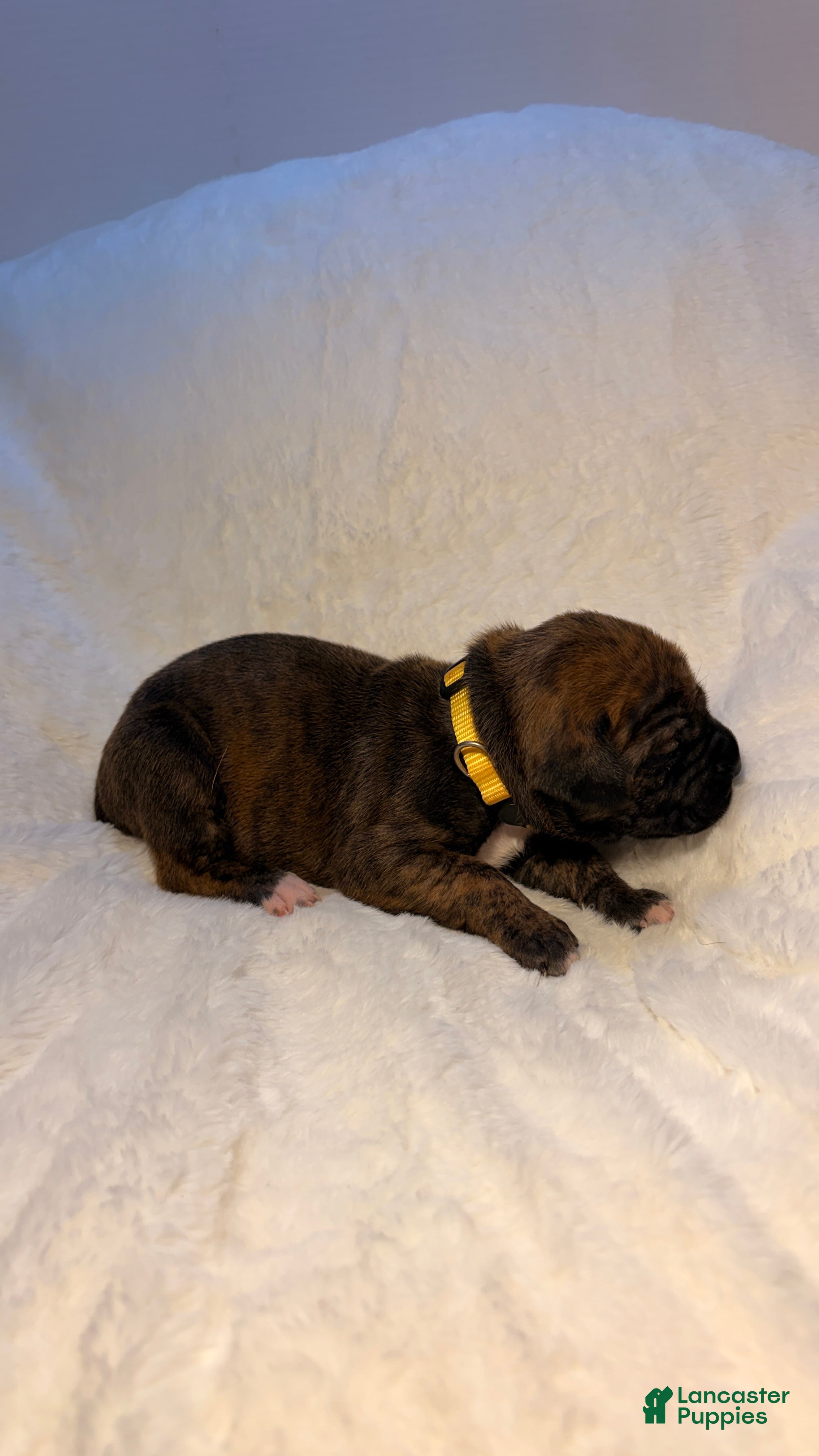 Cane Corso dogs Cane Corso Puppy 4 - Ad 30