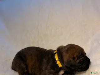 Cane Corso dogs Cane Corso Puppy 4 - Ad 20