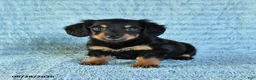 Miniature Dachshund dogs for sale: Benji - Ad 1