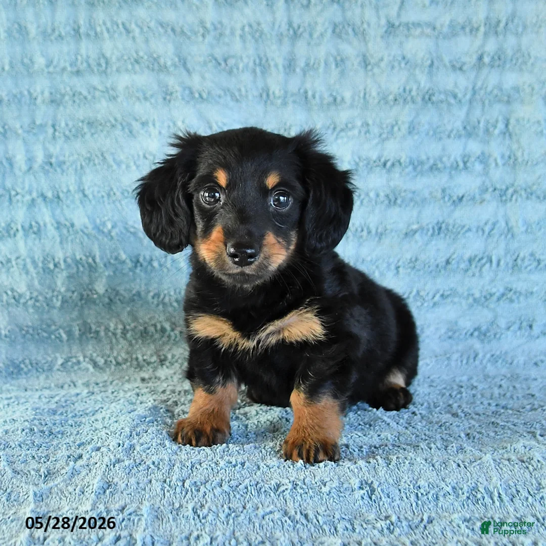 Miniature Dachshund dogs for sale: Benji - Ad 1