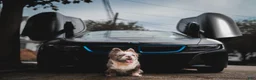 French Bulldog dogs for stud: Charmin Isabella Fluffy Merle - Ad 3