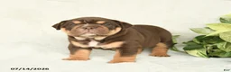English Bulldog dogs for sale: Teeka - Ad 2