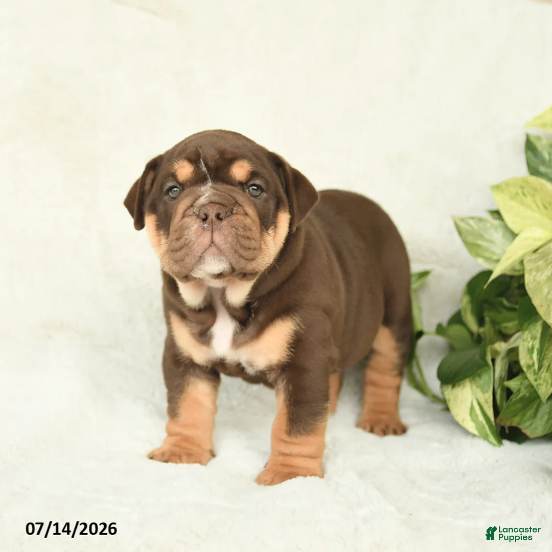 English Bulldog dogs for sale: Teeka - Ad 2