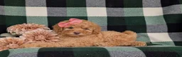 Mixed Breed dogs for sale: Mona Hypoallergenic - Ad 6