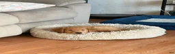 Golden Retriever dogs for sale: Prince - Ad 14