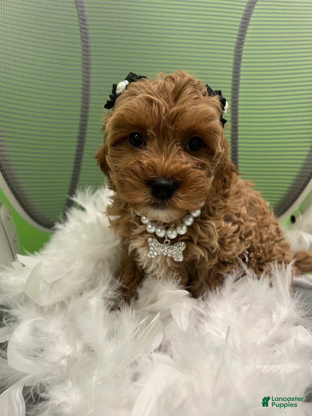 Mixed Breed dogs for sale: Mixed Breed 5 - Ad 1