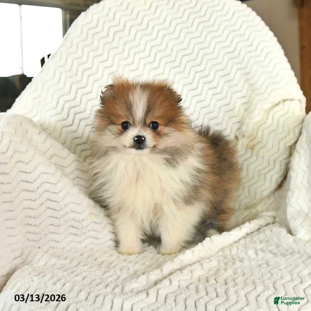 Pomeranian dogs for sale: Flower - Ad 1