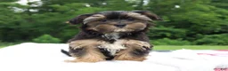 Morkie dogs for sale: Colby - Ad 2