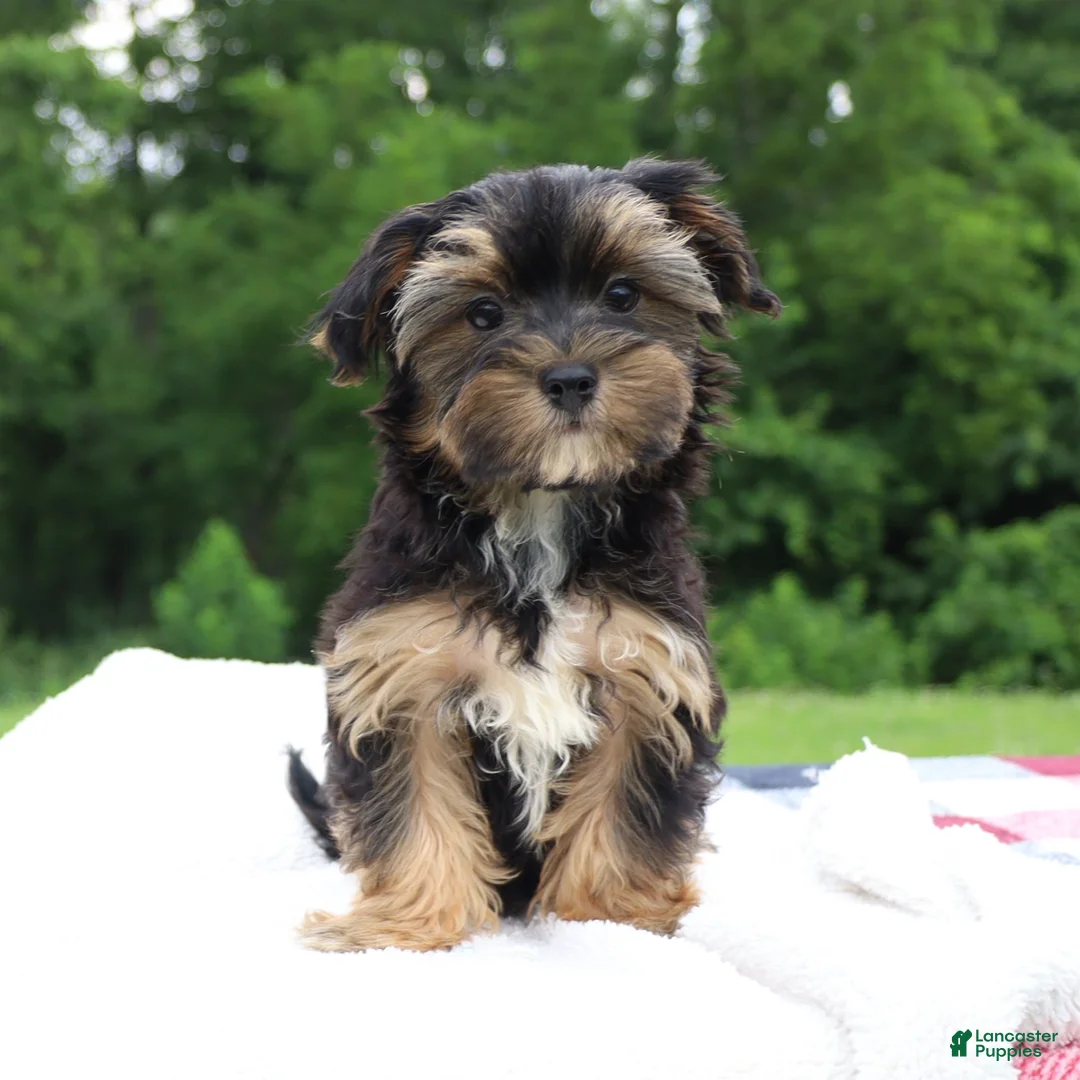 Morkie dogs for sale: Colby - Ad 2