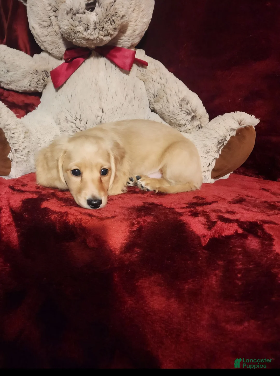 Miniature Dachshund dogs for sale: HAYES - Ad 11