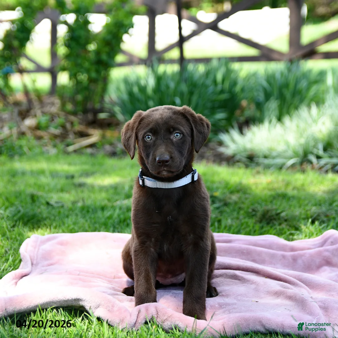 Labrador Retriever dogs for sale: Echo - Ad 1