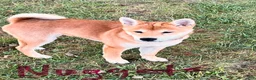 Shiba Inu dogs for sale: Nuggett - Ad 4