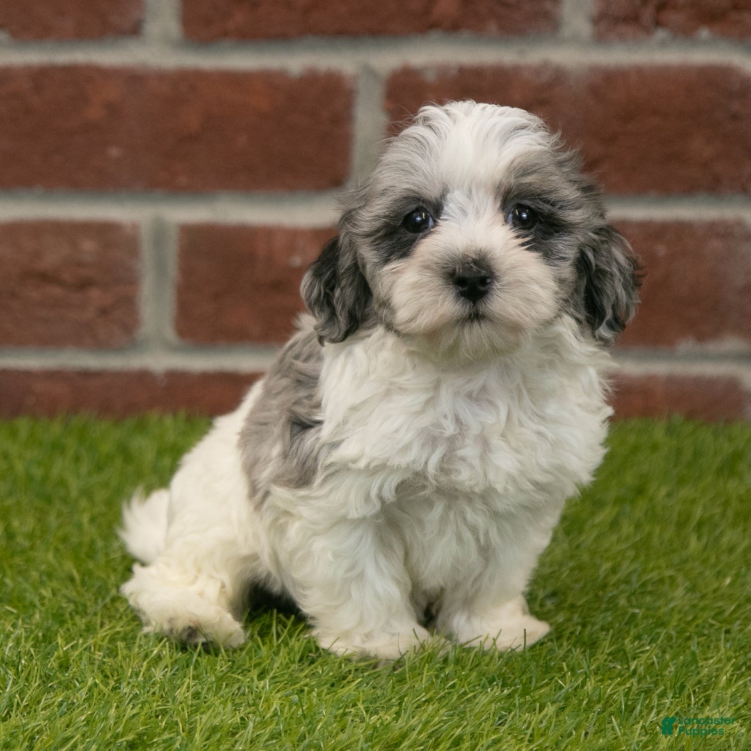 Havapoo dogs for sale: Henry - Ad 6