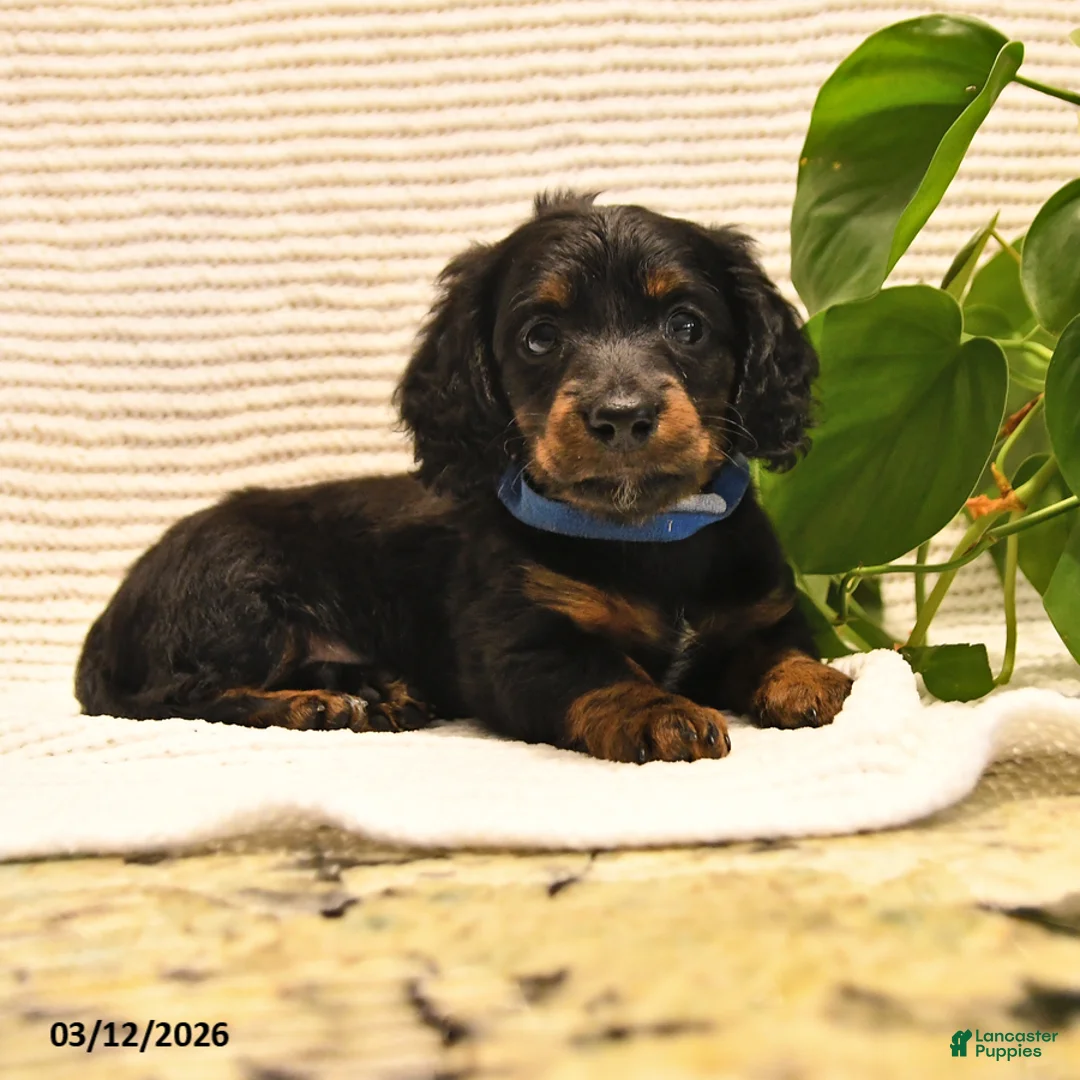 Miniature Dachshund dogs for sale: Walker - Ad 1