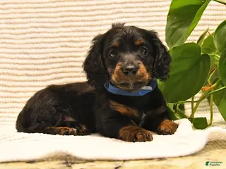 Miniature Dachshund dogs for sale: Walker - Ad 4