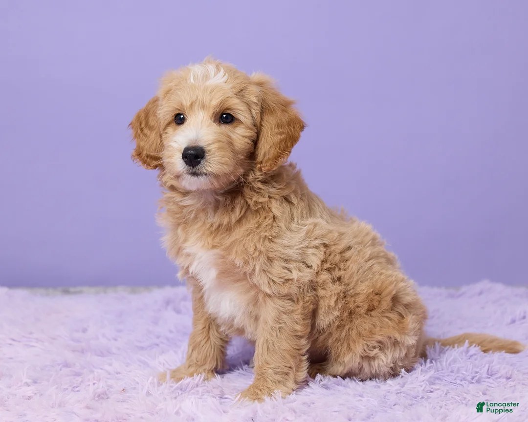 Mini Goldendoodle dogs for sale: Chester - Ad 2