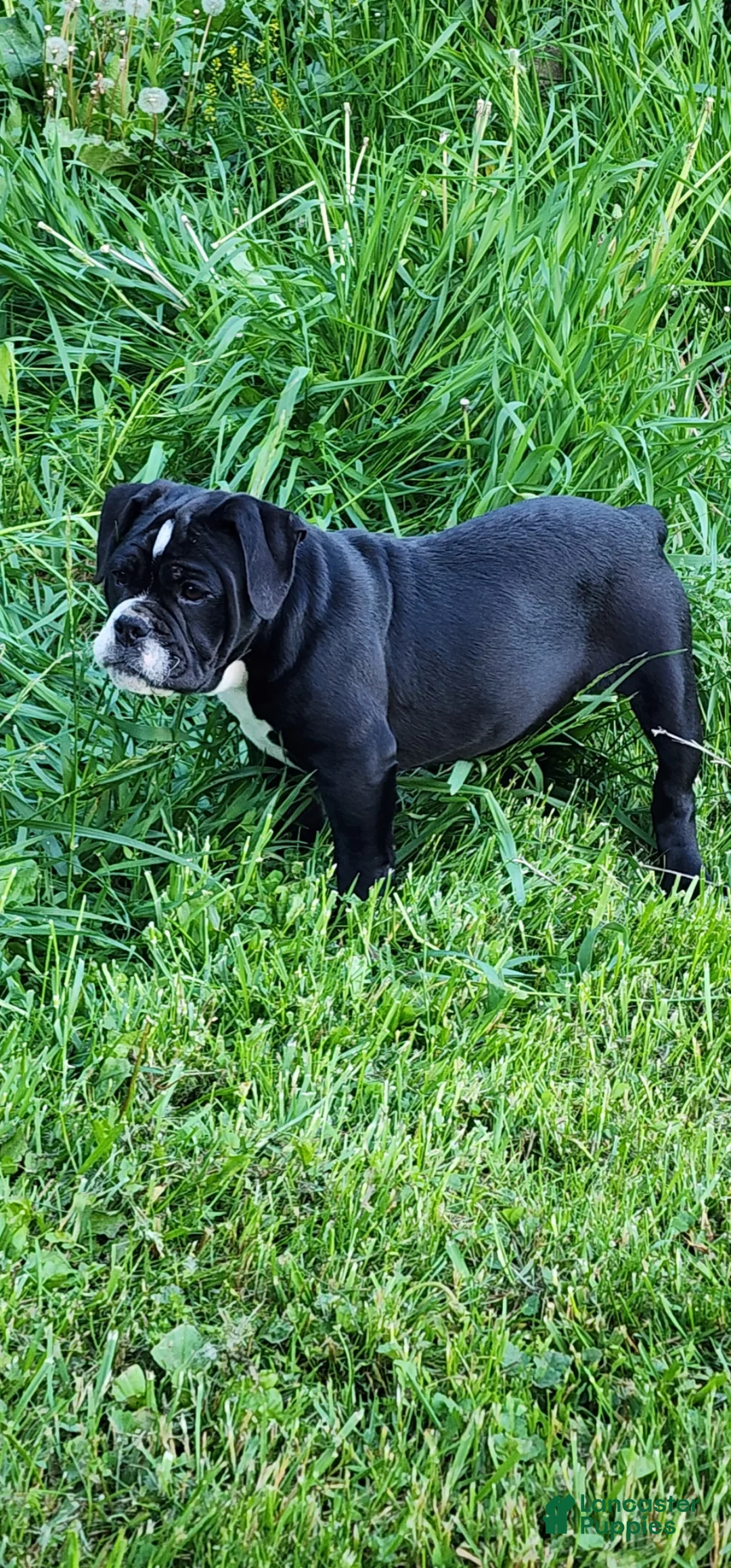 Olde English Bulldogge dogs for sale: Olde English Bulldogge Puppy 1 - Ad 1