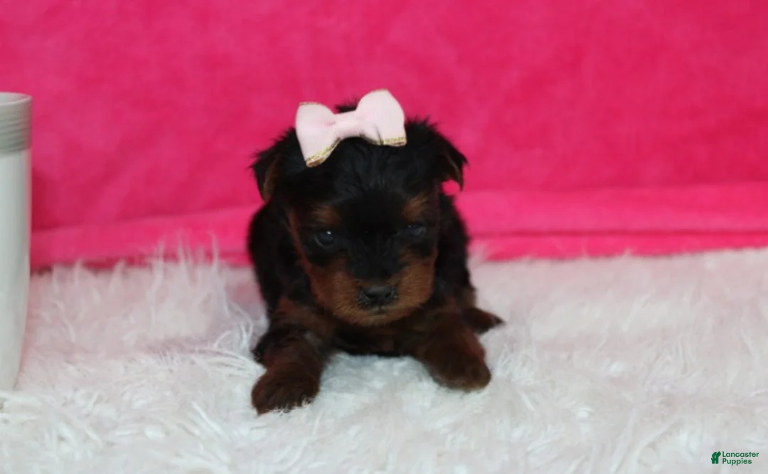 Yorkiepoo dogs for sale: Emmy  - Ad 2