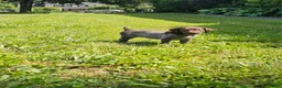 German Shorthaired Pointer dogs for sale: May - Ad 2