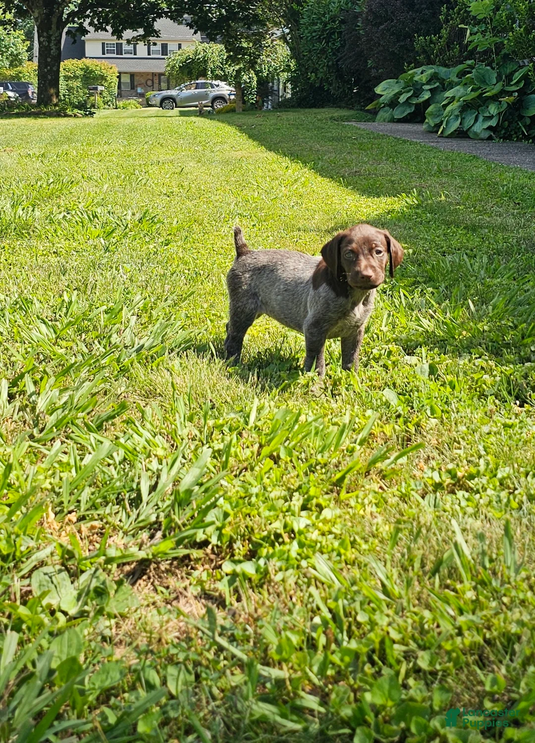German Shorthaired Pointer dogs for sale: May - Ad 2