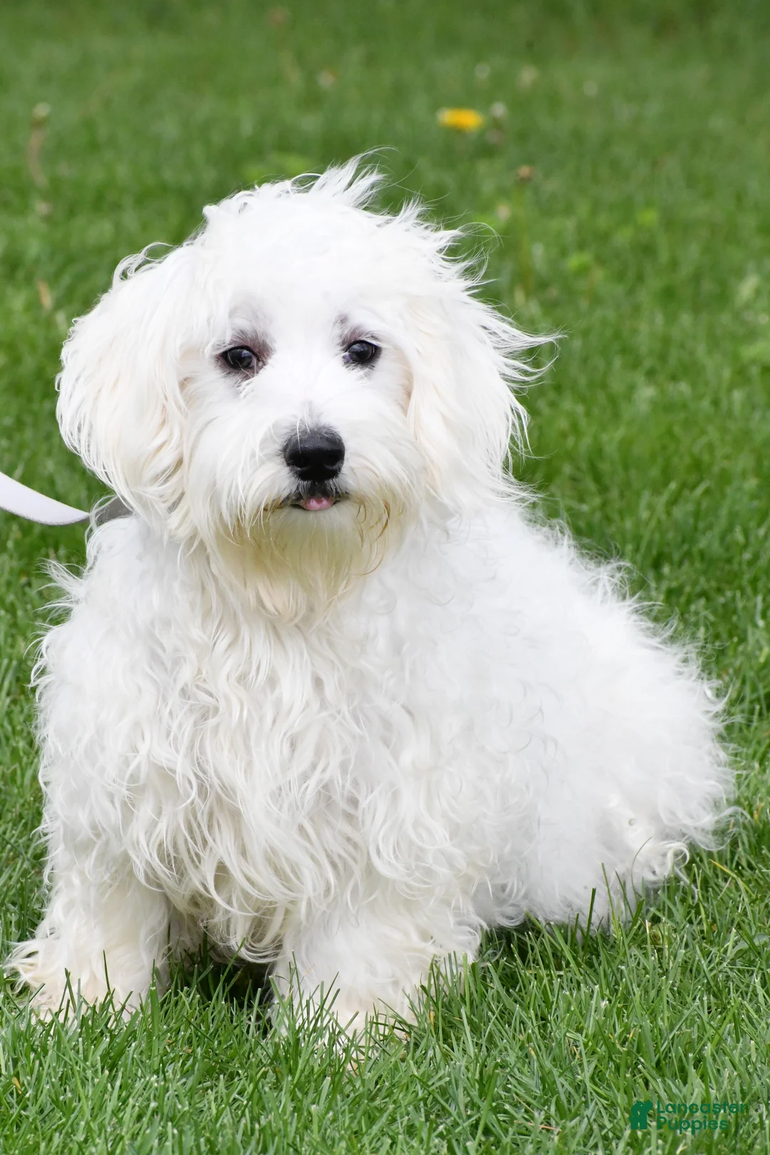 Maltese dogs for sale: Melody - Ad 11