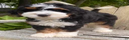 Mini Bernedoodle dogs for sale: 🩵IN BOSTON MASSACHUSETTS AREA🩵TRADITIONAL TRI COLOR🩵MINI BERNEDOODLE🩵 - Ad 5