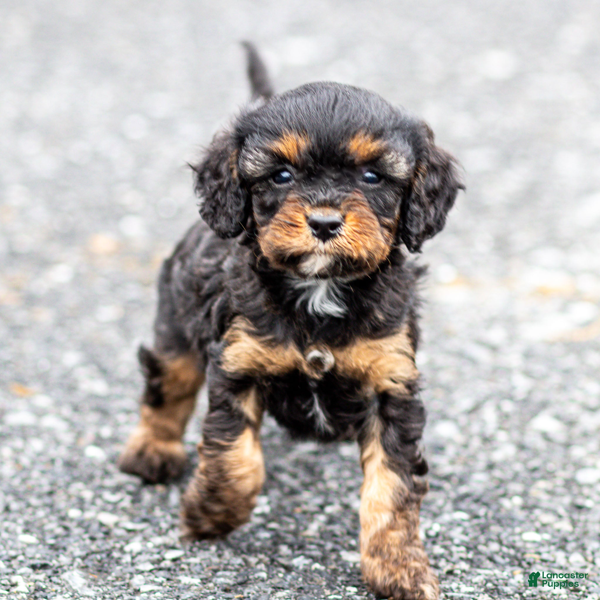 Cavapoo dogs Turbo Cavapoo Puppy  - Ad 1