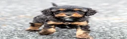 Cavapoo dogs for sale: Turbo Cavapoo Puppy  - Ad 28