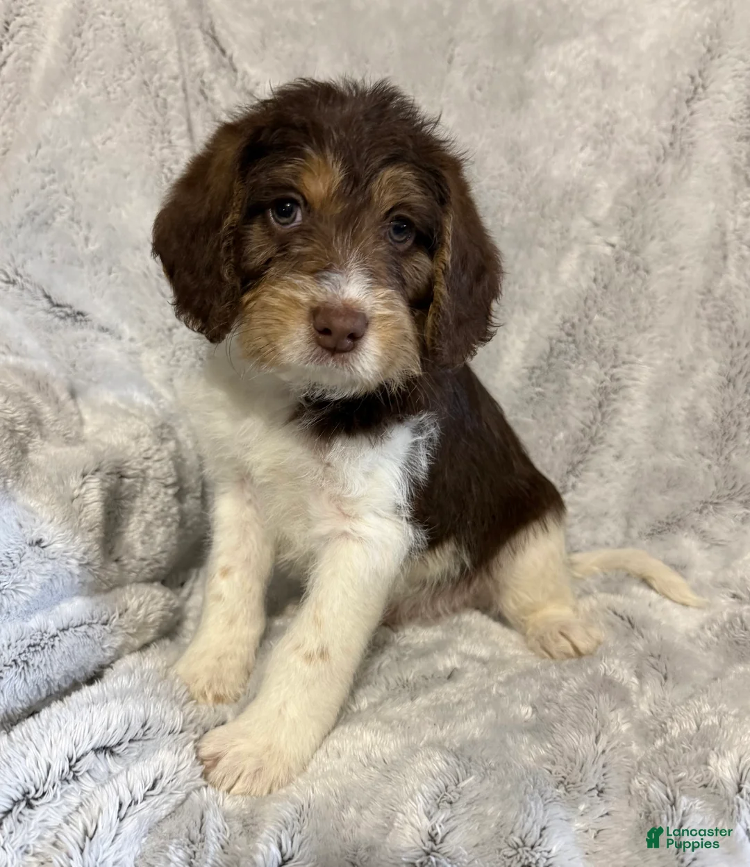 Mixed Breed dogs for sale: Seth - Ad 6