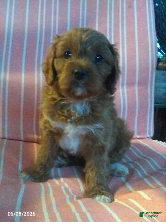 Cavapoo dogs Dora - Ad 2