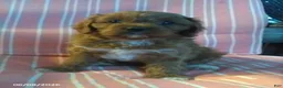 Cavapoo dogs for sale: Dora - Ad 2