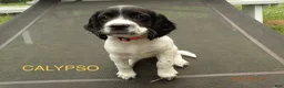 English Springer Spaniel dogs for sale: Titan - Ad 5