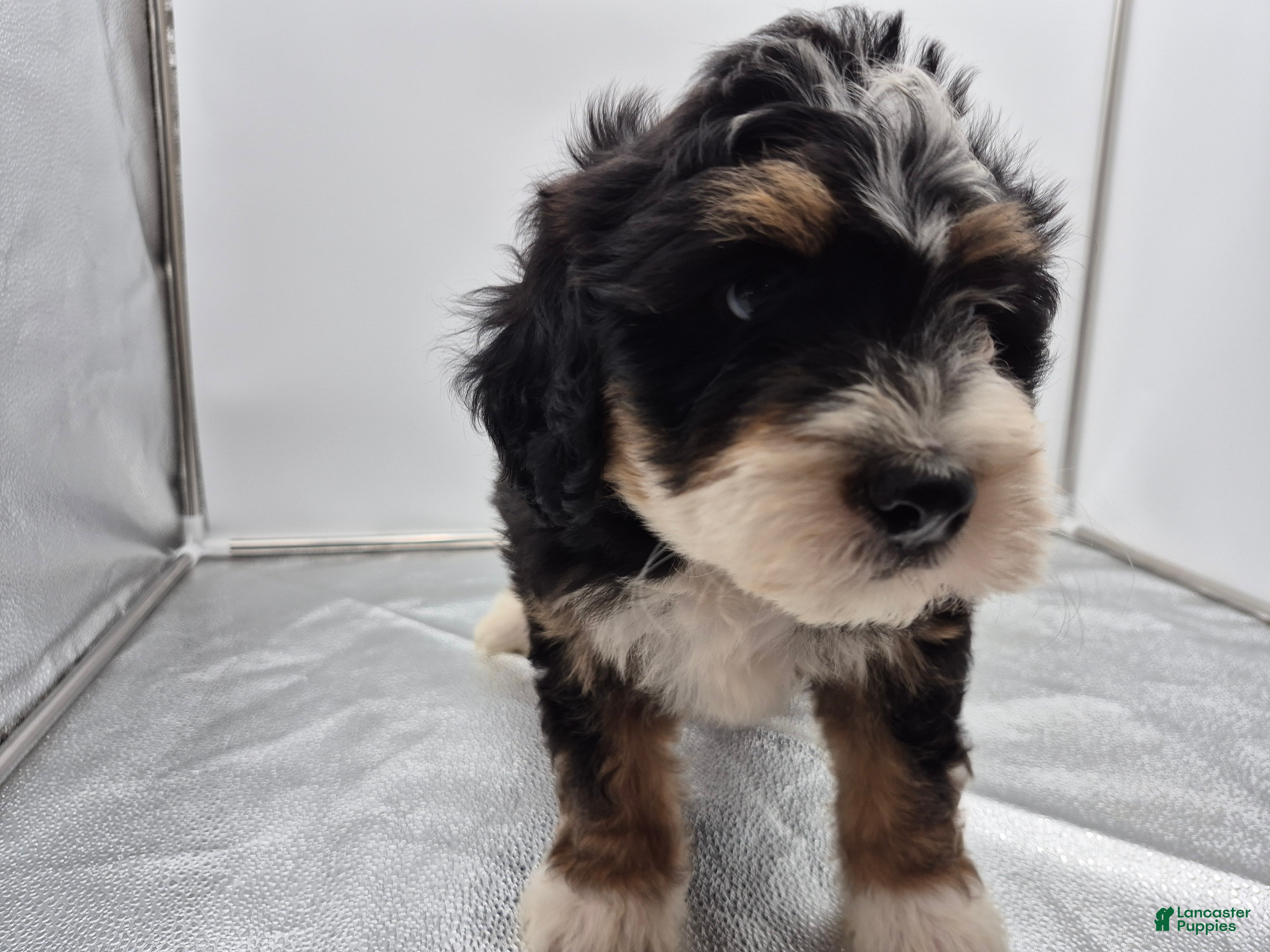 Bernedoodle dogs Remmy - Ad 2