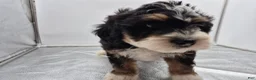 Bernedoodle dogs for sale: Remmy - Ad 2