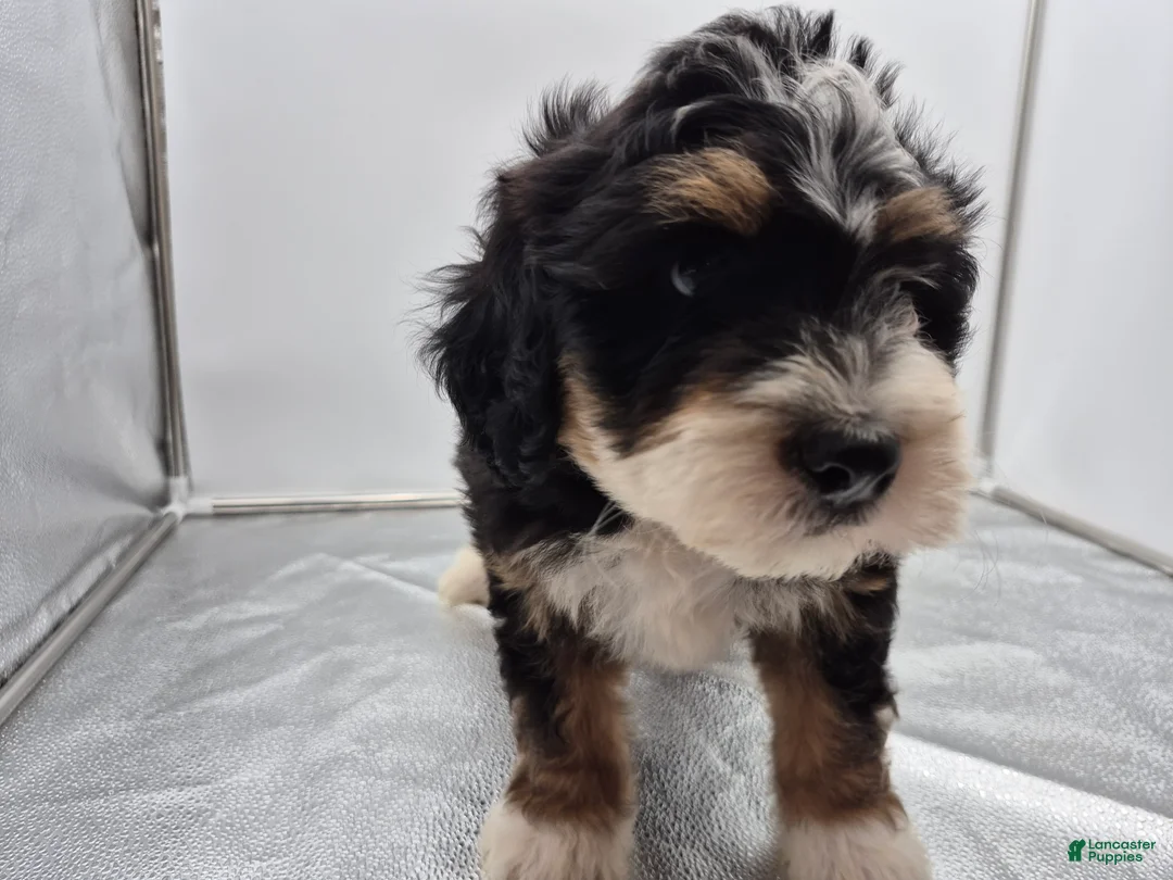 Bernedoodle dogs for sale: Remmy - Ad 2