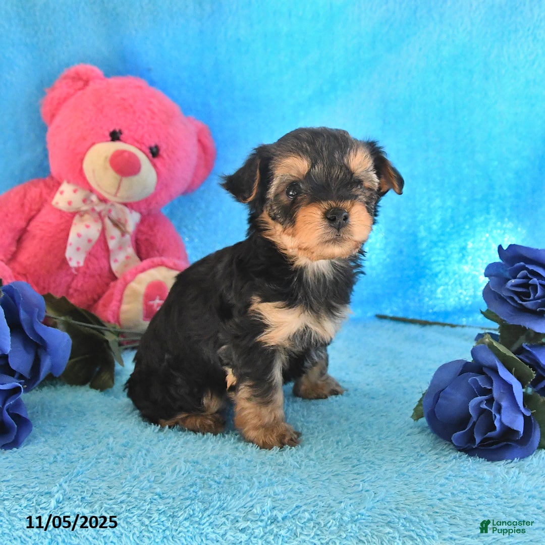 Yorkshire Terrier dogs for sale: Jackie - Ad 1