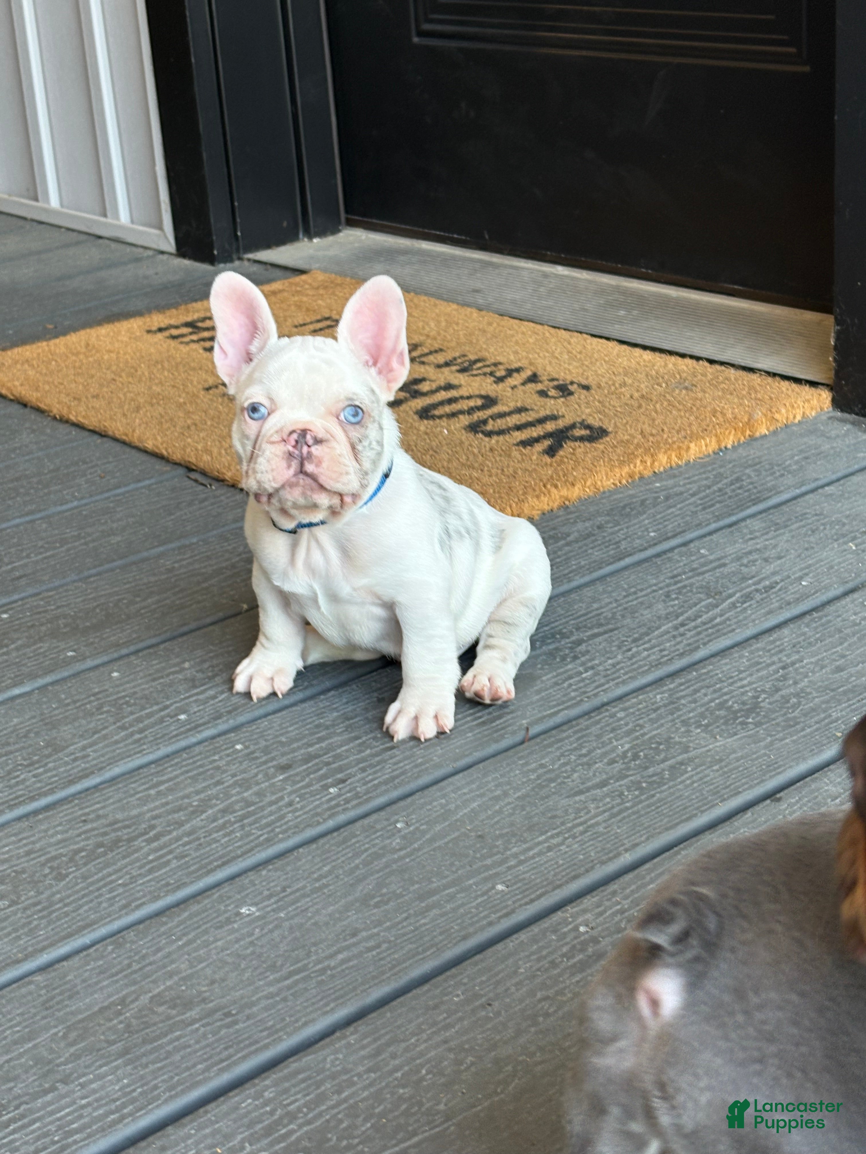 French Bulldog dogs for sale: Rylo - Ad 2