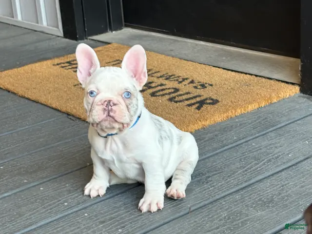 French Bulldog dogs for sale: Rylo - Ad 2