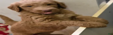 Goldendoodle Puppy 1