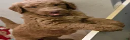 Goldendoodle dogs for sale: Goldendoodle Puppy 1 - Ad 1
