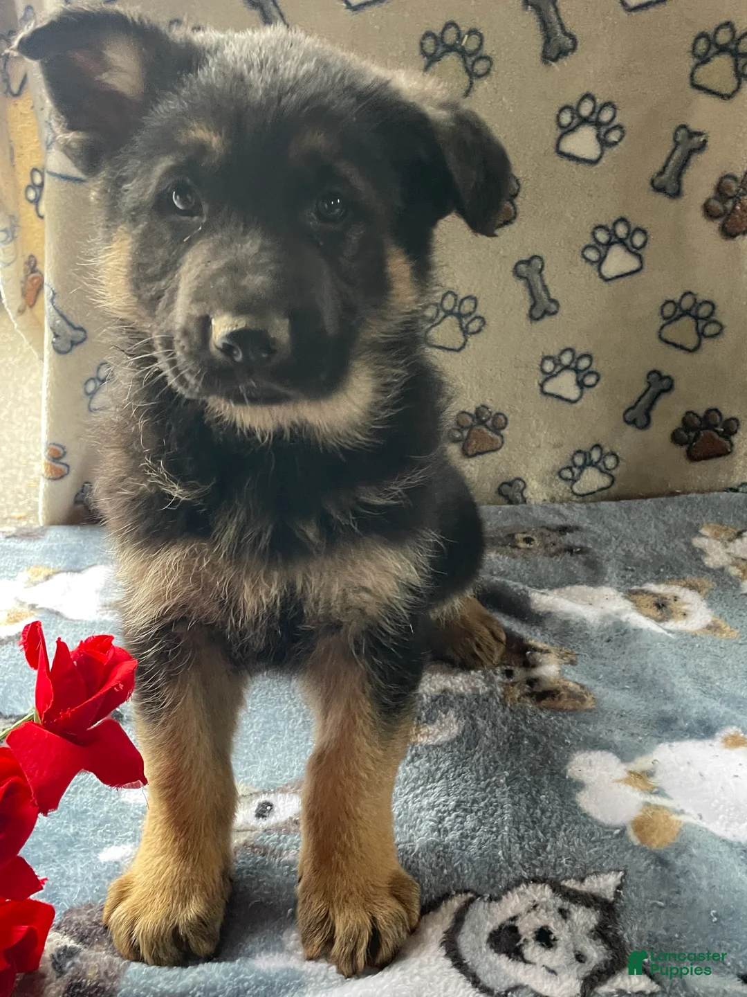 German Shepherd dogs for sale: Luke - Ad 3