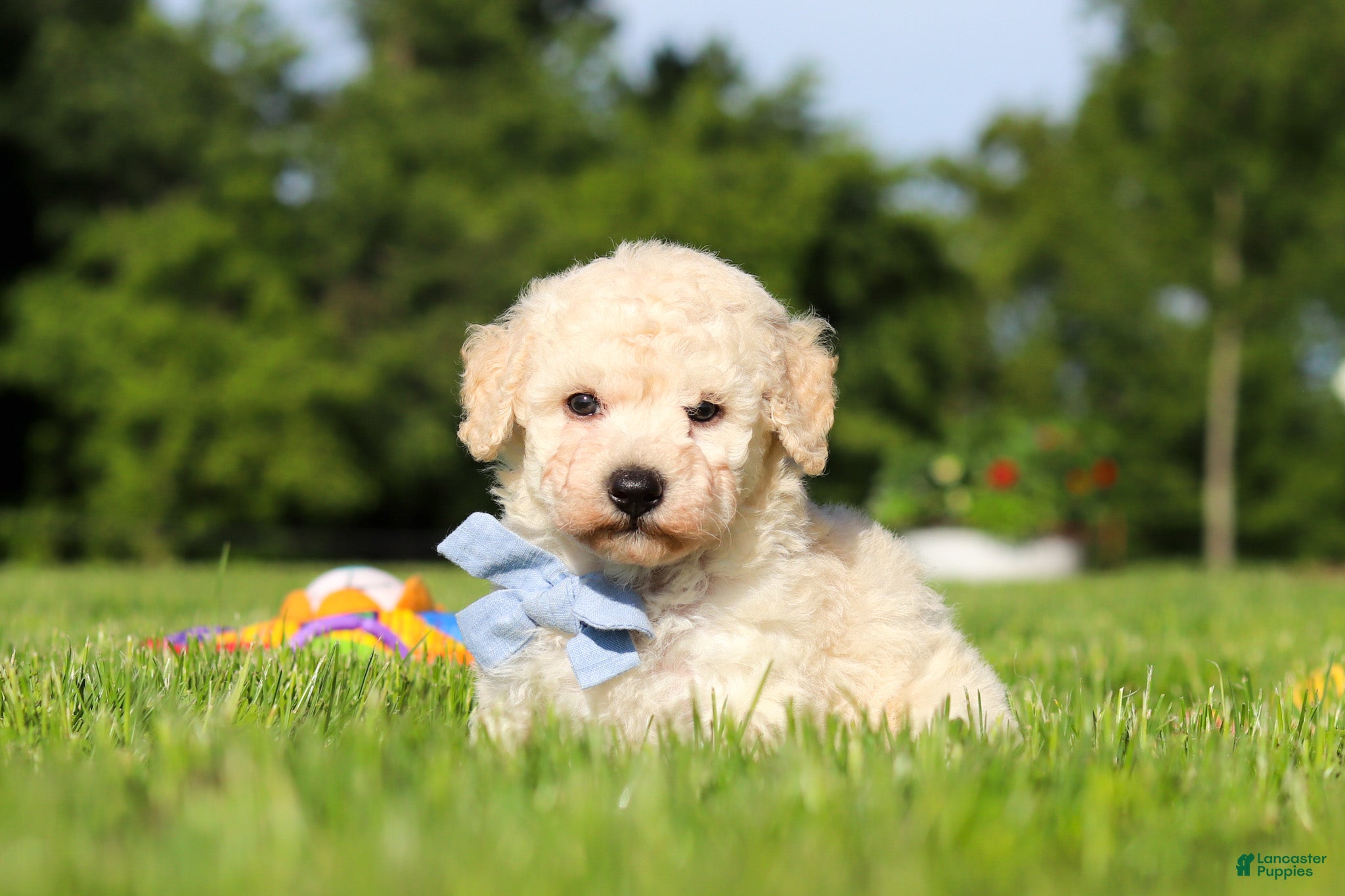 Bichpoo dogs Ollie - Ad 2